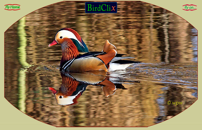 <Photograph by Wolf P. Weber of a very handsome male Mandarin Duck floating, with its reflection in the watert;