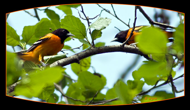 <Photograph by Wolf Peter Weber of 2 male Northern Orioles in a competing ritual.m>