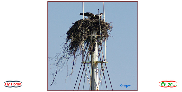 <Picture of 2 Ospreys in their nest on top of a yacht.>