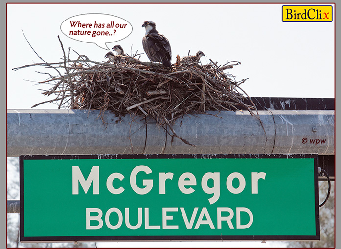 <Image of Osprey Ma with 3 chicks in nest arranged above a large street sign across SW Florida Boulevard>