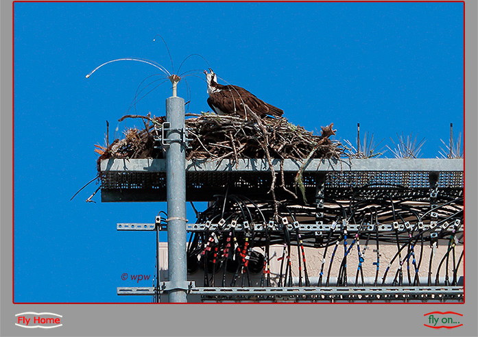 Image by Wolf P. Weber of Osprey in nest on top of a large bulding, surrounded by electronic wires and gear.