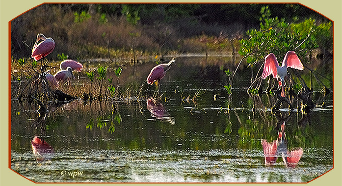 <Photo by Wolf P. Weber of half a dozen Roseate Spoonbills resting and preening on SW FL mangrove roots in beautiful afternoon light.>