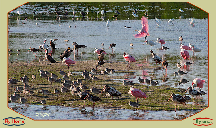 <Photo by Wolf P. Weber of multiple shore birds and waterfowl on and around a sandbank in a SW FL estuary. Some 10 Roseate Spoonbills are part of the scene.>