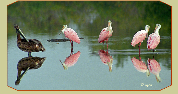 <Photo by Wolf P. Weber of a placid setting in FL coastal waters with 4 Roseate SPOONBILLS + 1 juvenile Pelican, their plumage wet after some rain. An alligator is lurking in the background.>