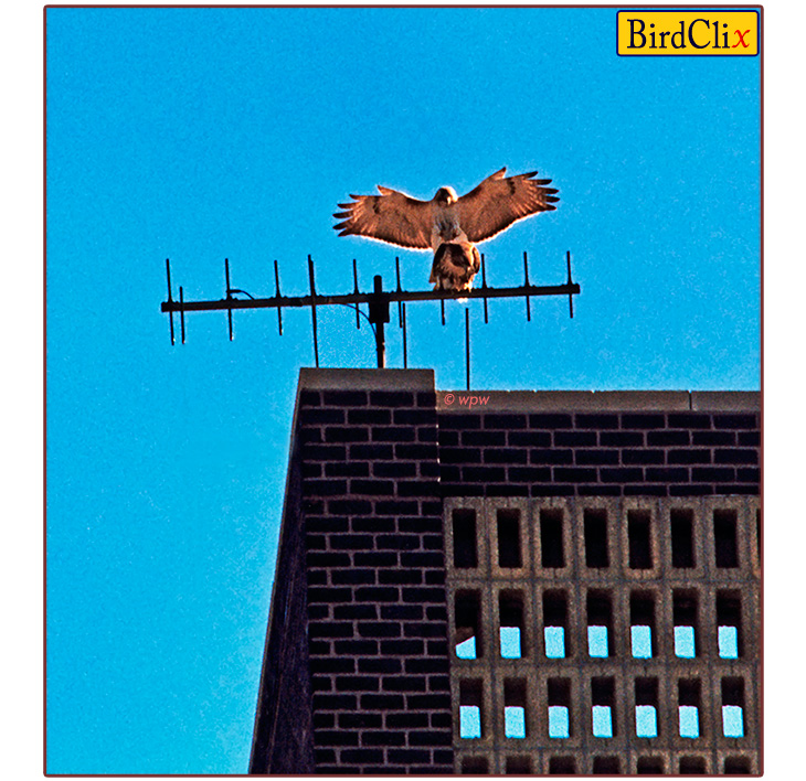 <Large photograph by Wolf Peter Weber of Pale Male, a Manhattan Red-tail Hawk, mating with Blue on an antenna on top of a building on NY's 5th Avenue>