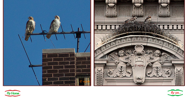 <2 pictures by Wolf Peter Weber of Pale Male, the Red-tail Hawk, in flight, approaching, and with his latest mate, Zena, in the nest above New York's 5th Avenue.>