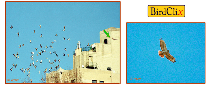 <Photographs by Wolf Peter Weber of Pale Male, Red-tail hawk, stirring up a flock of potential prey in Manhattan's sky. To the right, it's Pale Male cruising high up.>