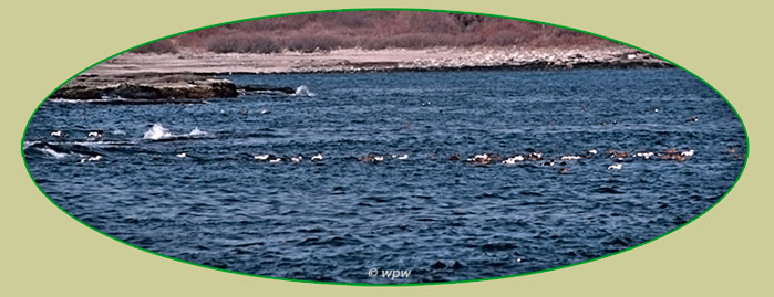 <Image of a flock of Common Eiders>