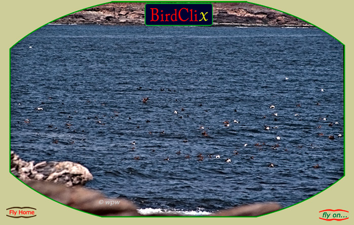 <Large picture of Common Eiders close to a rocky coast>
