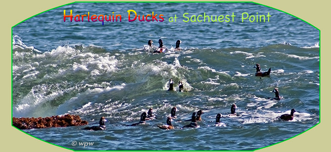 <Picture of a bunch of Harlequin Ducks enjoying the waves>