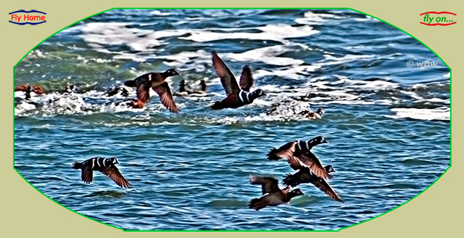<Picture of Harlequin Ducks taking flight>