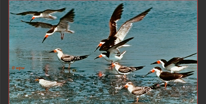 <6 adult and 3 juvenile Black Skimmers in CA, close to shore>