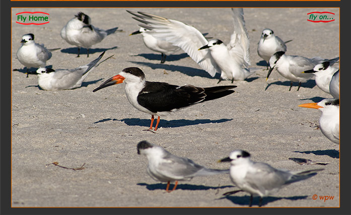 <Close shot of the single Black Skimmer amongst Terns>