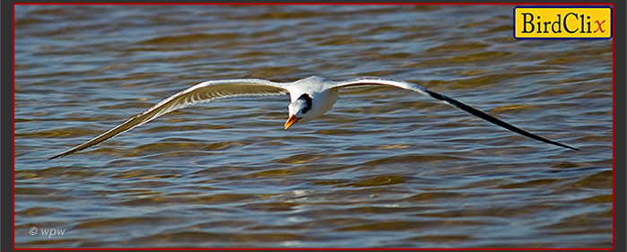 <Photograph by Wolf Peter Weber of a lwide winged Royal Tern in flight>