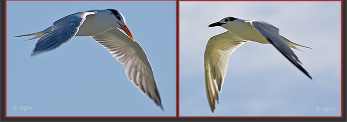 <<2 Photographs by Wolf Peter Weber of a Royal and a Sandwich Tern in flight>>