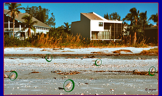 <Picture by  Wolf P. Weber of some Snowy Plover birds at a Sanibel Island beach, where they have precious little space>