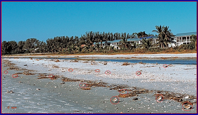 <Photo by © Wolf P. Weber of a stretch of beach on Sanibel Island with some 13 Snowy Plover birds visible>