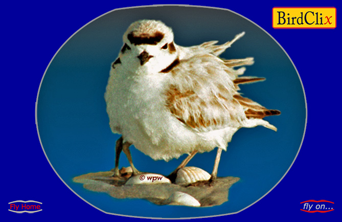 <Stylized image by © Wolf P. Weber of Snowy Plover parent bird covering a chick, giving the impression of a 4-legged bird>