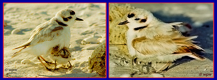 <2 photos of Snowy Plover chick taking cover under adult wings>