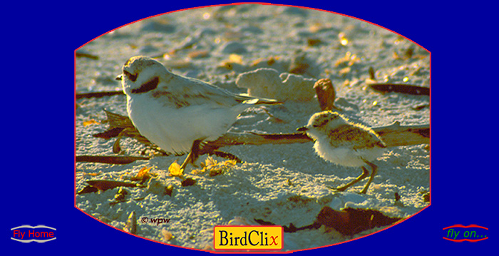 <Image by © Wolf P. Weber of Snowy Plover parent and chick sprinting along a beach>