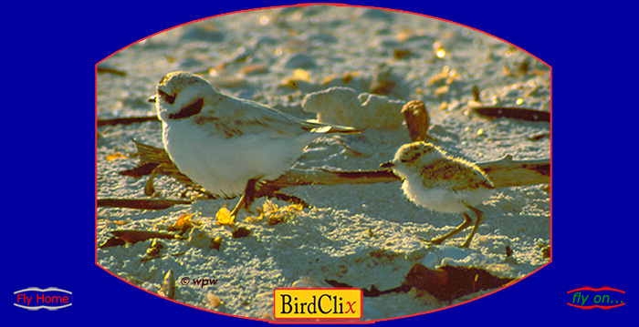 <Image by  Wolf P. Weber of Snowy Plover parent and chick sprinting along a beach>