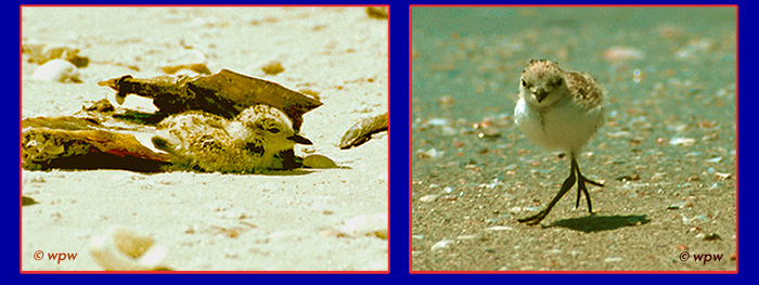 <2 photos by © Wolf P. Weber of Snowy Plover chick's survival tactics at the beach>