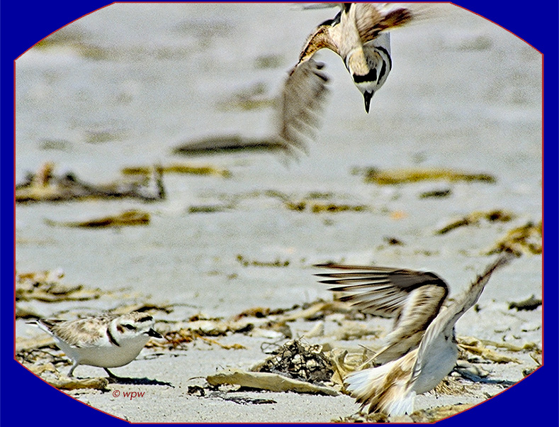 <picture by © Wolf Peter Weber of defensive as well as agressive behaviour by Snowy Plovers during mating season>