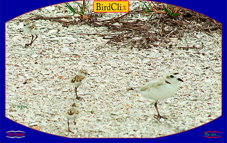 <Photo by © Wolf Peter Weber of an adult Snowy Plover bird with 3 small chicks blending into a background of broken seashells.> 