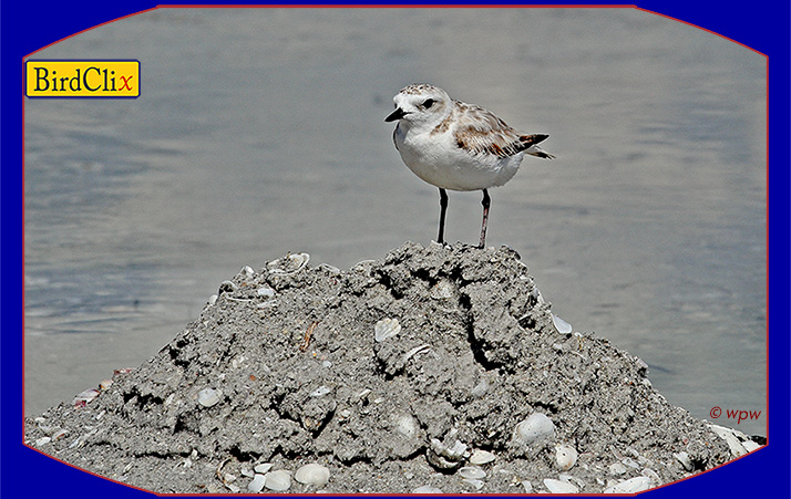 <Image by Wolf P. Weber of a snowy plover bird getting a view from on high at a Sanibel Island beach>