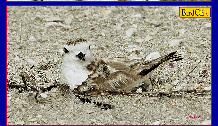 <Image by © Wolf P. Weber of a breeding Snowy Plover bird on a Florida beach>