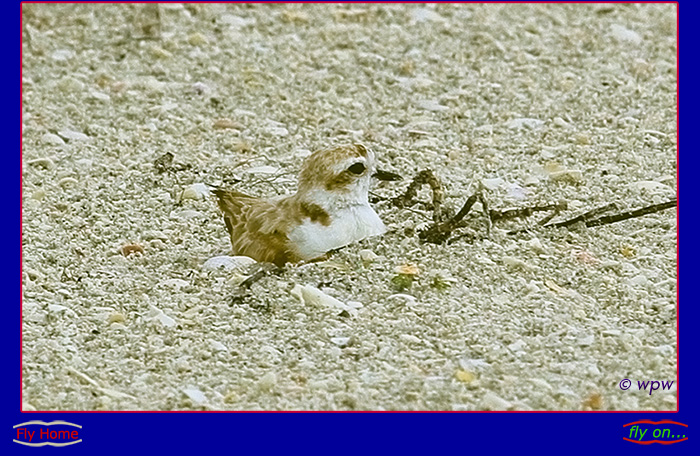 <Image by © Wolf P. Weber of a rather wet from rain, breeding Snowy Plover bird on a Sanibel Island beach>