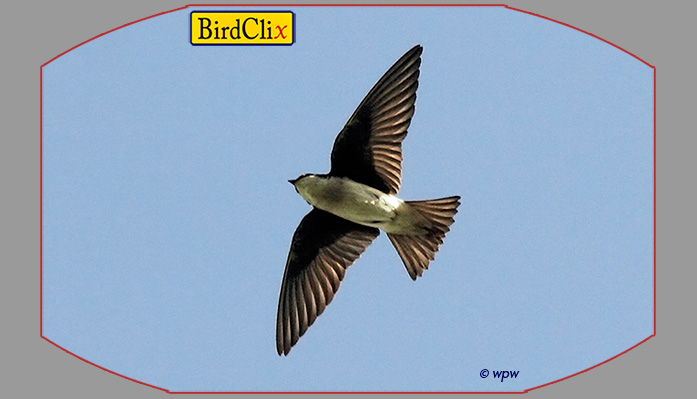 Image by Wolf Peter Weber of a Bank Swallow in flight