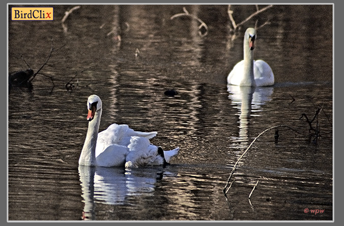 <A Swan survives for 2 years with a broken wing. Caring mate always by its side. 4 page picure store by Wolf Peter Weber>
