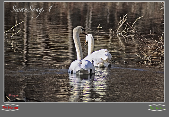 <Image of injured Swan under the protection of healthy mate>