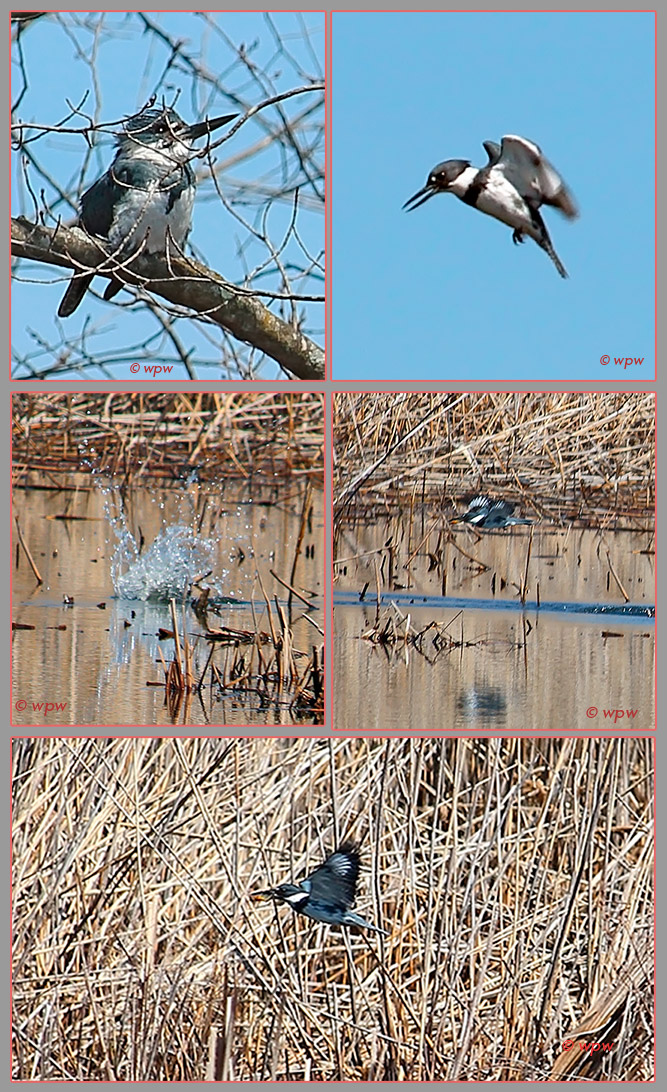 5 photographs by Wolf Peter Weber of a Male Belted Kingfisher in hunting action.