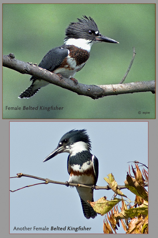 2 pictures of female Belted Kingfishers by Wolf Peter Weber. Each bird sitting on a high branch of different trees.