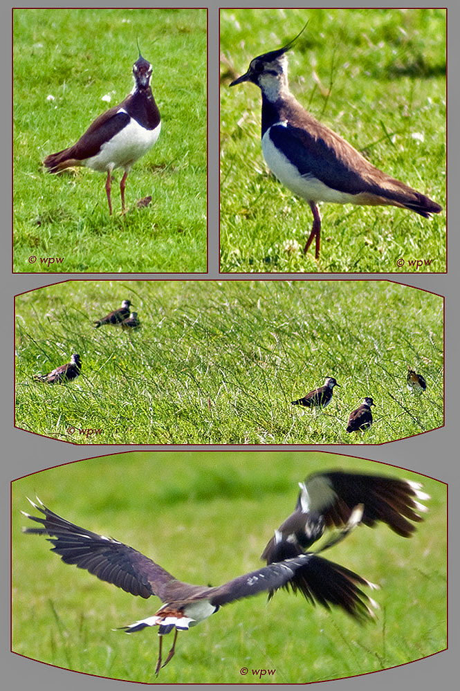 4 pictures of Northern Lapwings or Peewits, photographed by © Wolf Peter Weber in the North of Germany.