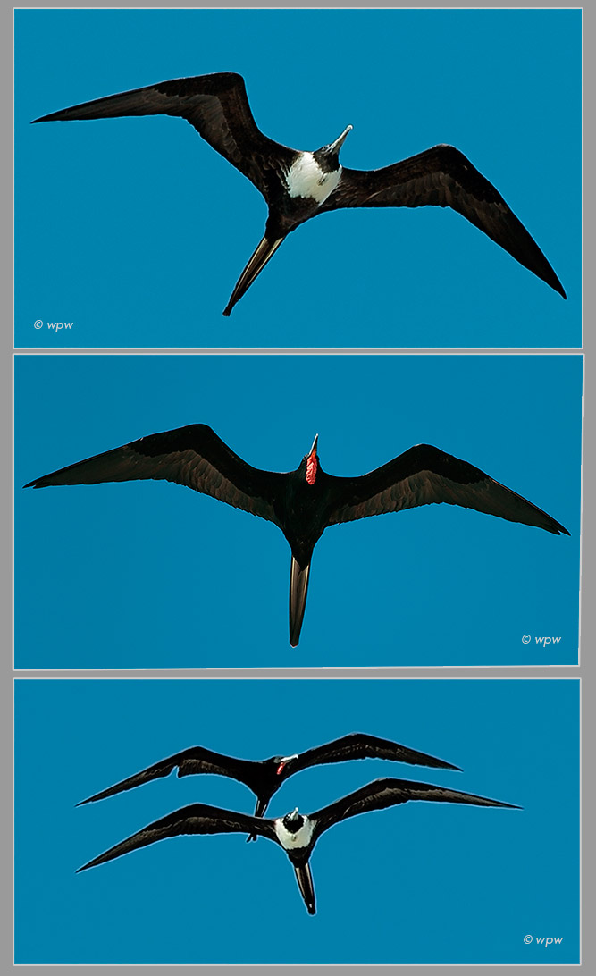 3 Images by Wolf Peter Weber of a male, a female and a pair of Magnificent Frigate Birds gliding above Florida beaches.