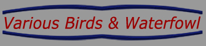 BirdClix Various Logo