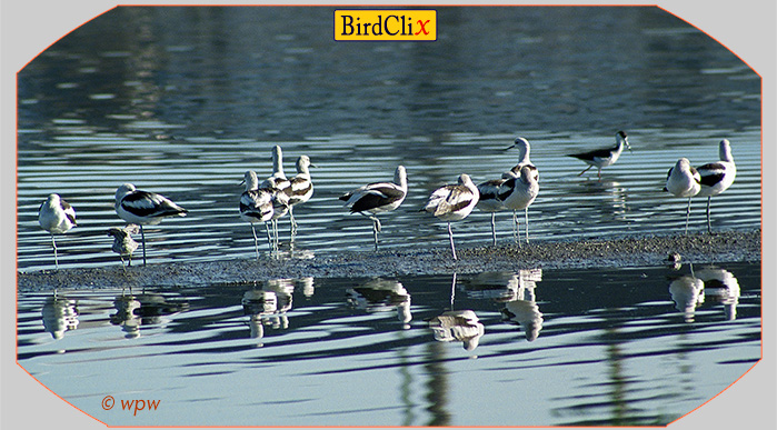 <Photograph by Wolf Peter Weber of a small bunch of Avocets resting on a narrow, pebbly sand bank>