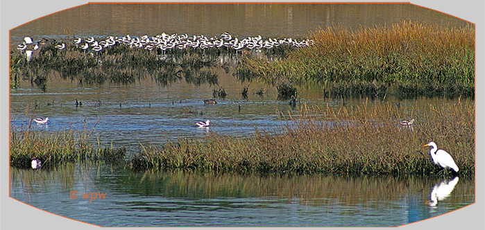 <Photograph by Wolf Peter Weber of quite a large assembly of American Avocets well hidden.>