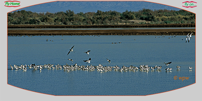 <Panorama photograph of American Avocets by Wolf Peter Weber. Image showing a large flock of these elegant shorebirds. >