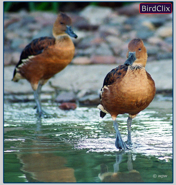 <Image by © Wolf P. Weber of a pair of Fulvous Whistling ducks, as if walking on water.>