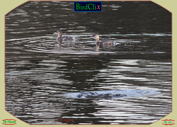 <Image by  Wolf Peter Weber of 2 Zwergtauchers / Little Grebes above and (their bubbles) below the water>