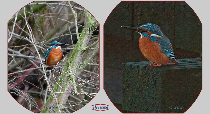 <2 small front/side images by Wolf P. Weber of an Eisvogel or River Kingfisher, left in a bush, right on a bridge support> 