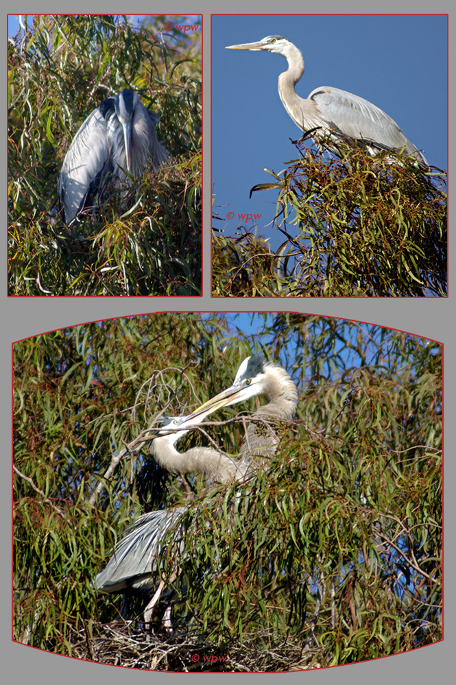 3 photographs of a pair of Great Blue Herons in their nesting tree. In the larger bottom image the pair seem to be dancing while staring into each others eyes.