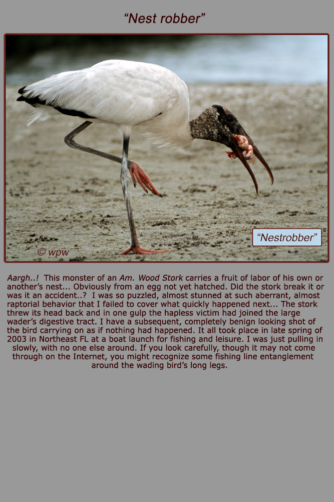 Photograph by Wolf Peter Weber of an American Woodstork behaving like a raptor