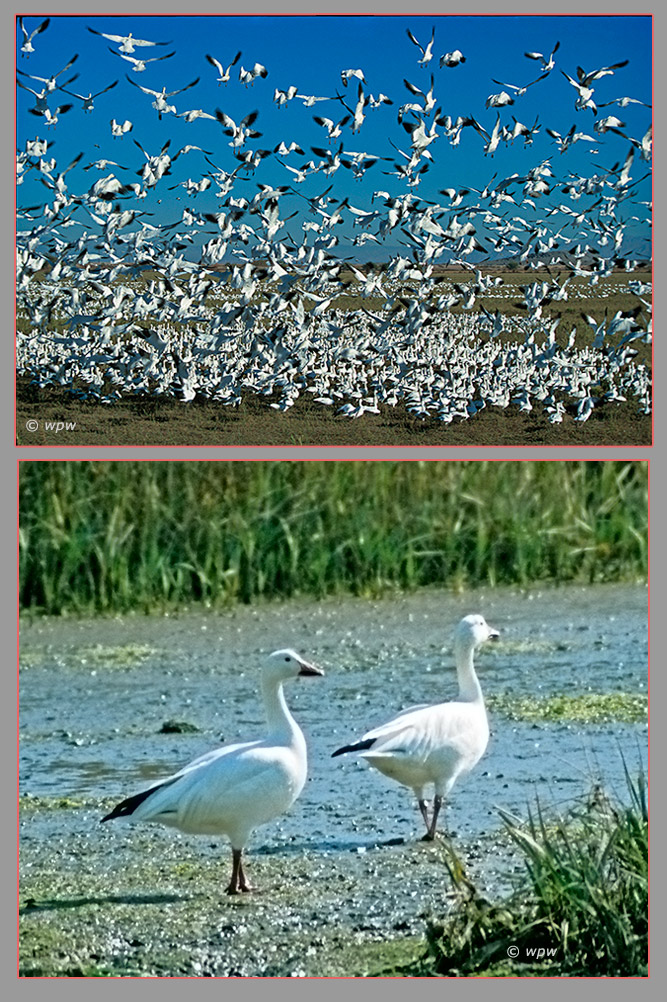 <2 photographs of Snow Geese by Wolf Peter Weber. The top large image showing a large flock of the geese, some of them airborne. The bottom picture is of a pair on a muddy ground.>