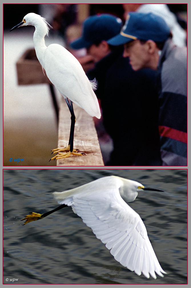 <2 photographs of Snowy Egrets by Wolf Peter Weber. One staring close to people. One showing a beautiful wing in flight.>