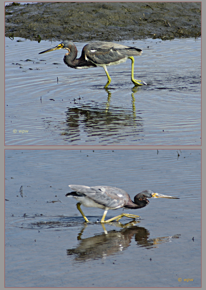 <2 images by Wolf Peter Weber, taken at the San Diego River, of juvenile Tricolored Herons trying to catch fish.>